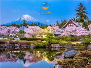 Lịch Nở Hoa Anh Đào 2026 & Những Điểm Ngắm Đẹp Nhất